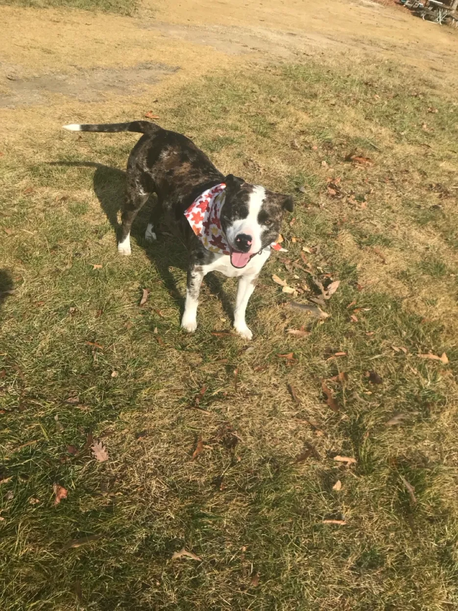 Dog running freely outdoors